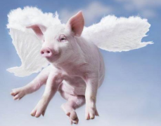 如何在屠宰環(huán)節(jié)做好非洲豬瘟的檢測工作？